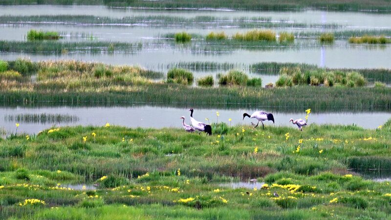 395X5IE1YCG22728KOED - Thế Giới Trong Tầm Tay Phát triển xanh của Trung Quốc: Mô hình bền vững toàn cầu