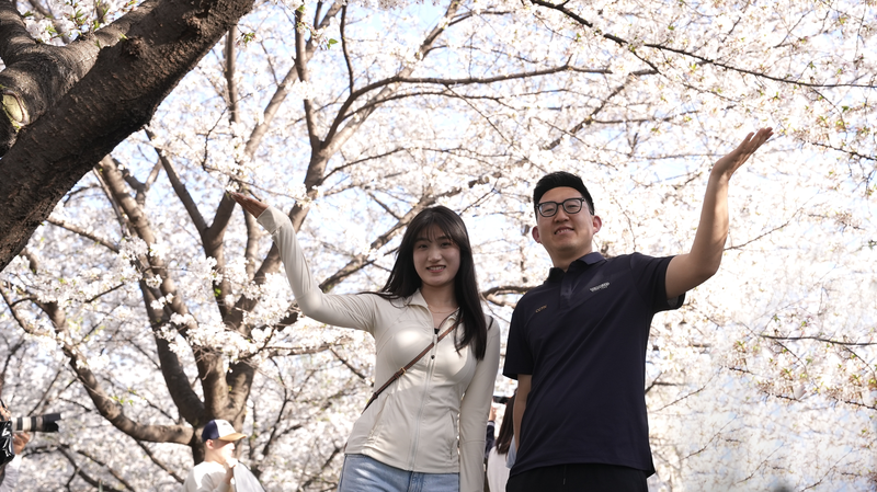 Hoa anh đào, Công nghệ & Thơ ca: Cảnh sắc mùa xuân của Vũ Hán video poster