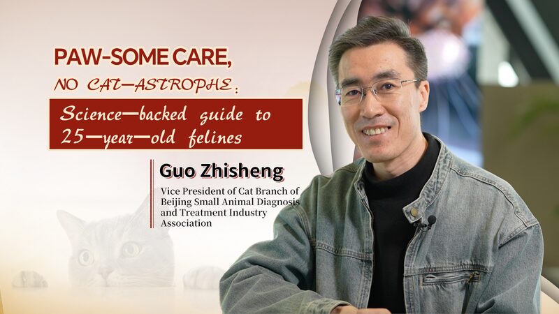 HM0CPH6U0NBNP90IYVS6 - Thế Giới Trong Tầm Tay Mẹo Thú Vị: Làm Thế Nào Để Giúp Mèo Sống Đến 25 Năm video poster