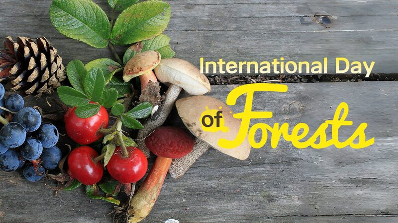 Rừng: Cường Quốc Thiên Nhiên về Thực Phẩm, Nước & Cuộc Sống