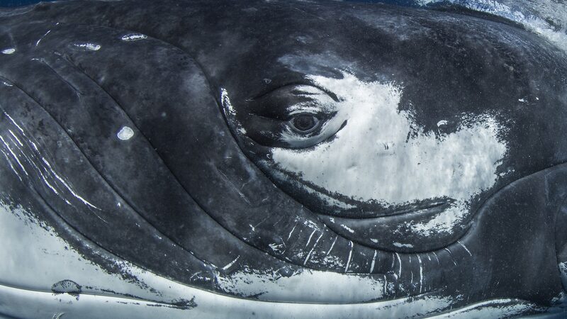 Bài Hát Cá Voi Vang Vọng Các Mẫu Hình Ngôn Ngữ Con Người