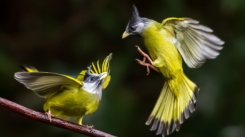 Chim Finchbill khiêu vũ mang lại phép màu mùa xuân ở Baoshan Chim Finchbill khiêu vũ mang lại phép màu mùa xuân ở Baoshan