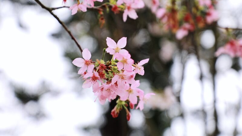 Mùa xuân rực rỡ: Trạm năng lượng hoa anh đào tại Thâm Quyến video poster