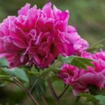 Vườn quốc gia mẫu đơn của Luoyang nở rộ vào mùa xuân