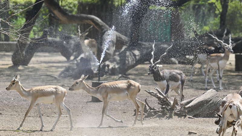 0WK3OZPUF6NB6XNTQEC2 - Thế Giới Trong Tầm Tay Đợt Nóng Kỷ Lục Tại Delhi Xác Lập Kỷ Lục Mới