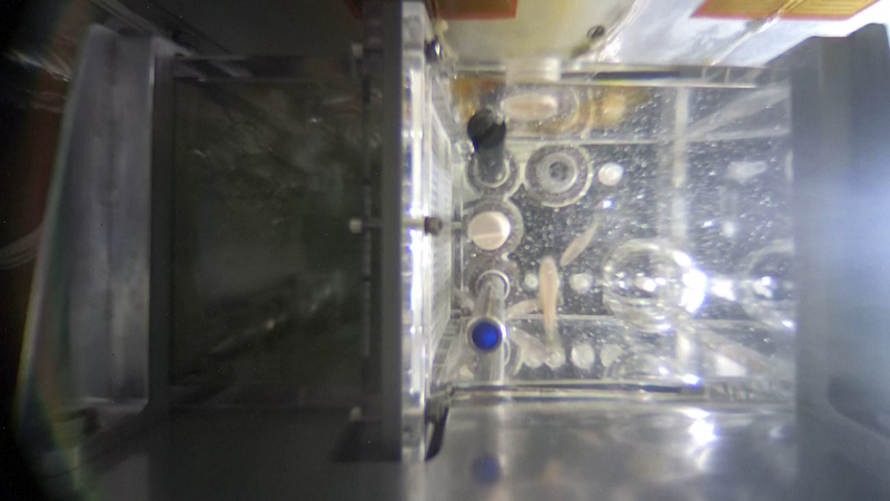 Shenzhou-20 Phóng Thí Nghiệm Khoa Học Sinh Học Đầy Thú Vị Shenzhou-20 Phóng Thí Nghiệm Khoa Học Sinh Học Đầy Thú Vị