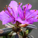 Đỗ Quyên Lapland: Viên Ngọc Vùng Núi Changbai