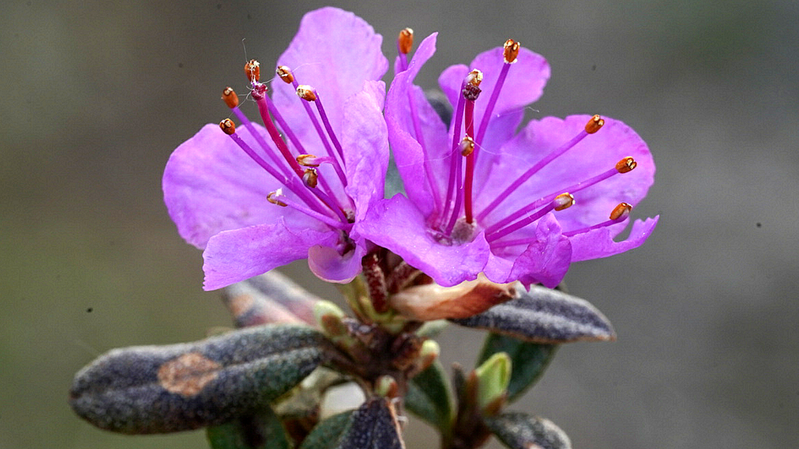 Đỗ Quyên Lapland: Viên Ngọc Vùng Núi Changbai