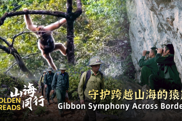 Vượn Cao Vít Vàng: Thành Công Bảo Tồn Xuyên Biên Giới Vượn Cao Vít Vàng: Thành Công Bảo Tồn Xuyên Biên Giới video poster