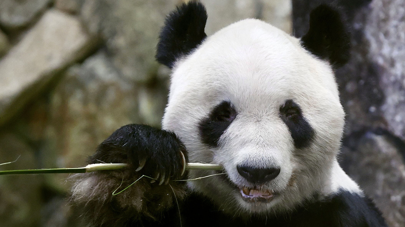 Gấu trúc khổng lồ chuẩn bị trở về Trung Quốc vào tháng Sáu