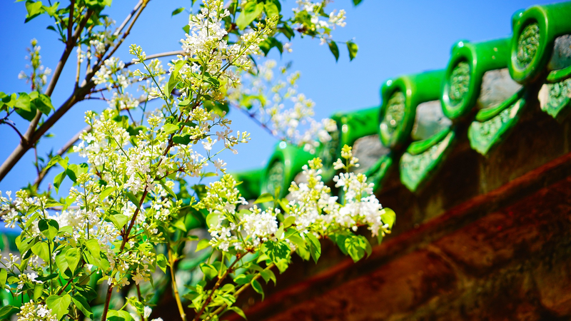 Lễ Tưởng Niệm Kỹ Thuật Số: Sự Cách Tân Lễ Hội Thanh Minh với Công Nghệ