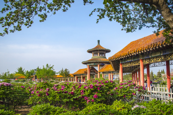 Lễ hội Mẫu đơn Heze 2025: Chuyến tham quan văn hóa trực tiếp video poster