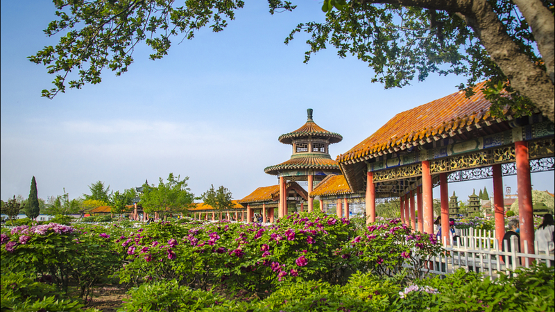 LY3QMAR7I0NKST2QB57X - Thế Giới Trong Tầm Tay Lễ hội Mẫu đơn Heze 2025: Chuyến tham quan văn hóa trực tiếp video poster