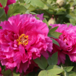 M29QIHKKSXJT5L7USV7H - Thế Giới Trong Tầm Tay Heze Tỏa Sáng: Thiên nhiên & Đổi mới tại Lễ hội Hoa mẫu đơn