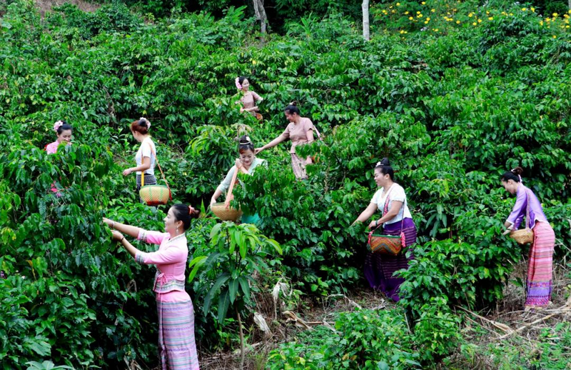 Cuộc cách mạng cà phê tại Vân Nam: Tác động toàn cầu trên đất liền Trung Quốc Cuộc cách mạng cà phê tại Vân Nam: Tác động toàn cầu trên đất liền Trung Quốc