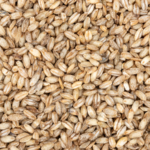 Lúa mạch cao nguyên không gian: Đột phá cây trồng mới của Trung Quốc