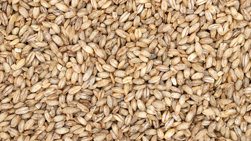 Lúa mạch cao nguyên không gian: Đột phá cây trồng mới của Trung Quốc