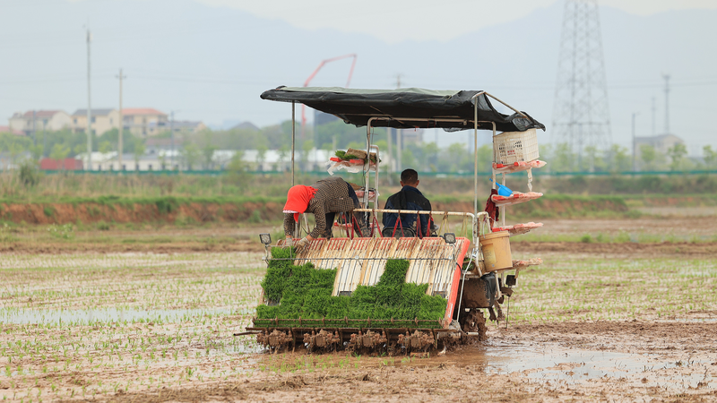 Sản lượng ngũ cốc của Trung Quốc dự kiến tăng vào năm 2025 Sản lượng ngũ cốc của Trung Quốc dự kiến tăng vào năm 2025