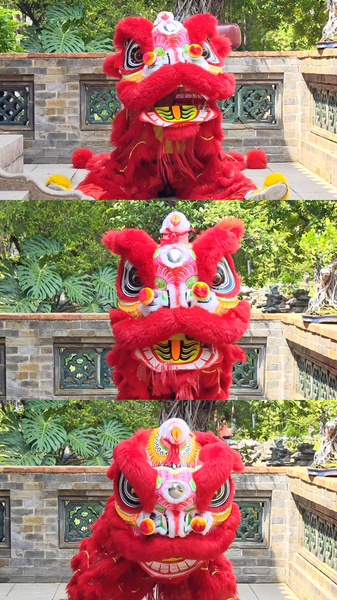 Sư Tử Biểu Lộ Cảm Xúc Kiểu Người Một Cách Đáng Yêu video poster