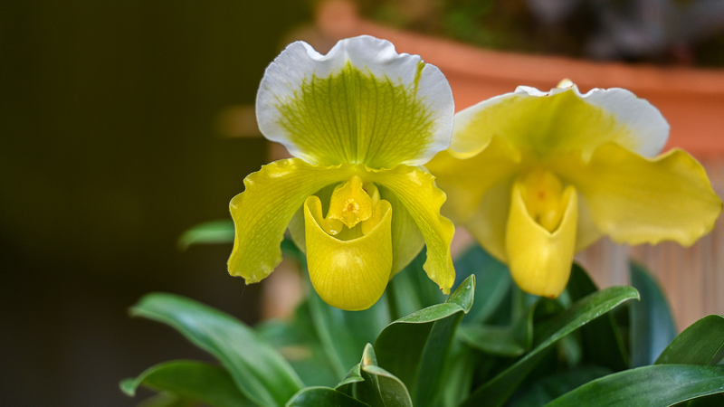 XBCGK17929VVUX01Q5DH - Thế Giới Trong Tầm Tay Công nghệ hỗ trợ bảo tồn Primulina quý hiếm ở Quảng Đông