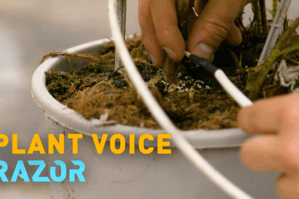 Cảm biến 'tăm xỉa răng' công nghệ cao thúc đẩy nông nghiệp bền vững video poster