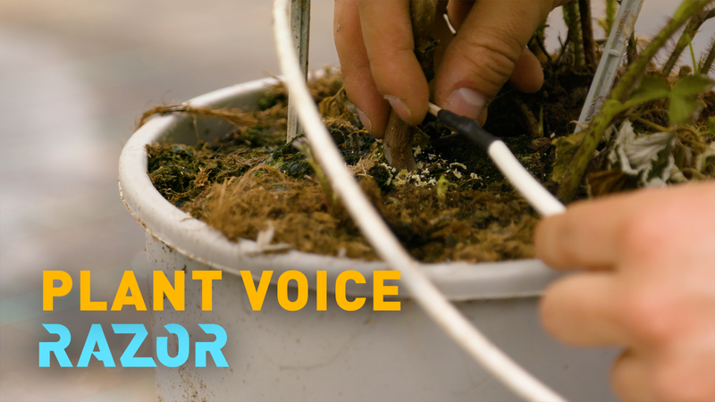 YM2TEPGIHAKQINR7TB3X - Thế Giới Trong Tầm Tay Cảm biến 'tăm xỉa răng' công nghệ cao thúc đẩy nông nghiệp bền vững video poster