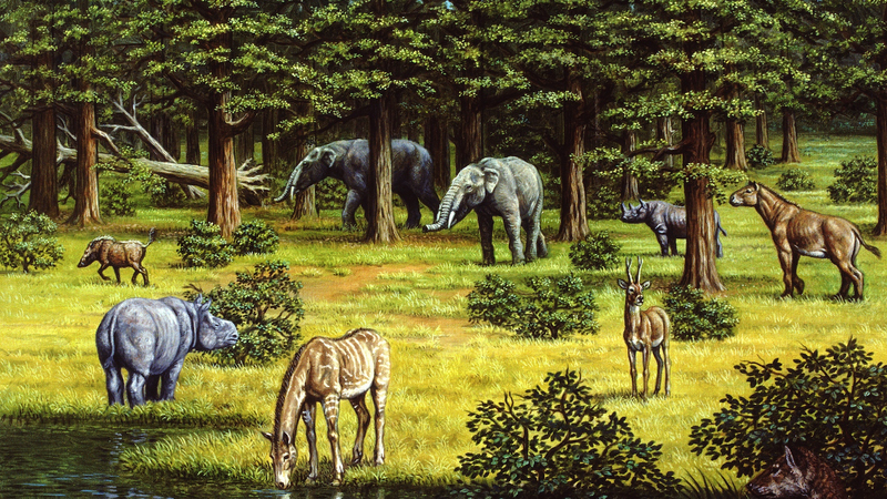 Sức mạnh của thực vật: Thay đổi thảm thực vật thúc đẩy biến đổi khí hậu Miocene