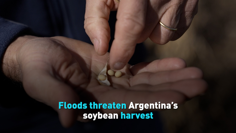 Lũ lụt đe dọa vụ thu hoạch đậu tương của Argentina Lũ lụt đe dọa vụ thu hoạch đậu tương của Argentina video poster