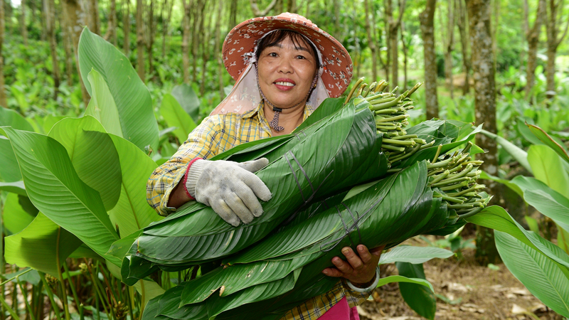 Lá bánh chưng đem đến thịnh vượng cho làng Yashipu Lá bánh chưng đem đến thịnh vượng cho làng Yashipu