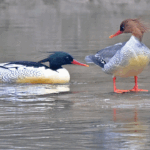 Vịt Merganser Quý Hiếm Nở Ở Núi Changbai video poster