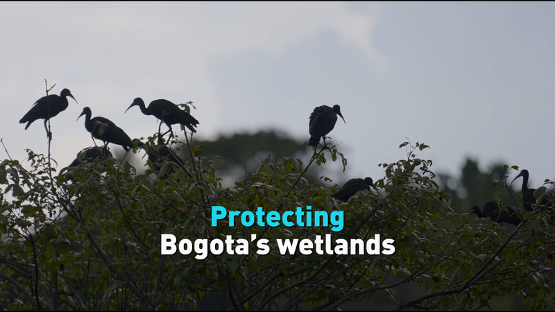 Các Vùng Đất Ngập Nước Của Bogota Đang Bị Đe Dọa Giữa Cuộc Khủng Hoảng Nước Các Vùng Đất Ngập Nước Của Bogota Đang Bị Đe Dọa Giữa Cuộc Khủng Hoảng Nước video poster