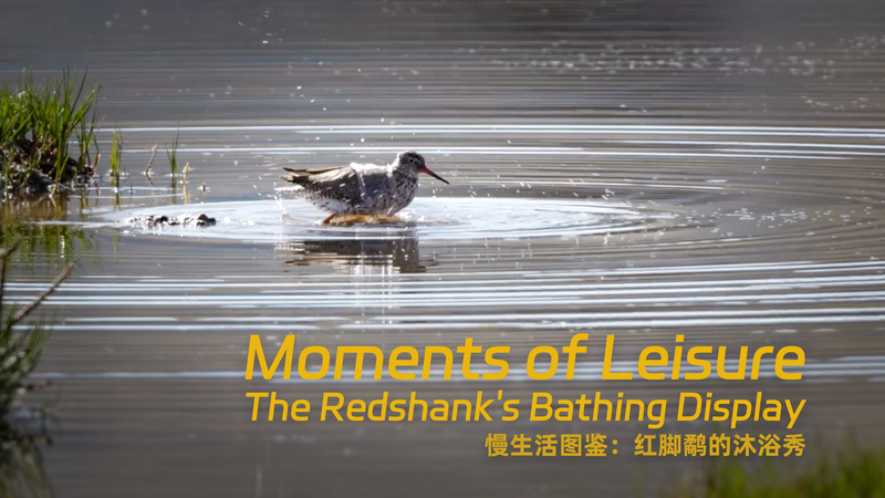 Cuộc Vui Vẫy Nước của Redshank: Bài Học Tự Nhiên Về Sự Thong Thả Cuộc Vui Vẫy Nước của Redshank: Bài Học Tự Nhiên Về Sự Thong Thả video poster