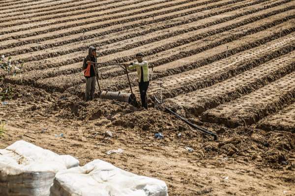 Cuộc khủng hoảng đất nông nghiệp ở Gaza: Chỉ 5% khả dụng giữa xung đột Cuộc khủng hoảng đất nông nghiệp ở Gaza: Chỉ 5% khả dụng giữa xung đột