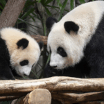 Cặp gấu trúc sinh đôi đầu tiên tại Hồng Kông: Jia Jia & De De