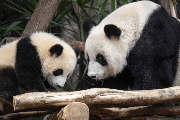 Cặp gấu trúc sinh đôi đầu tiên tại Hồng Kông: Jia Jia & De De Cặp gấu trúc sinh đôi đầu tiên tại Hồng Kông: Jia Jia & De De