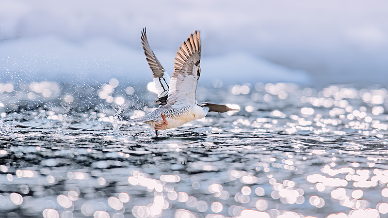 Những chú chim non Máng Mỏ Trung Quốc hiếm có tung mình tại núi Trường Bạch video poster