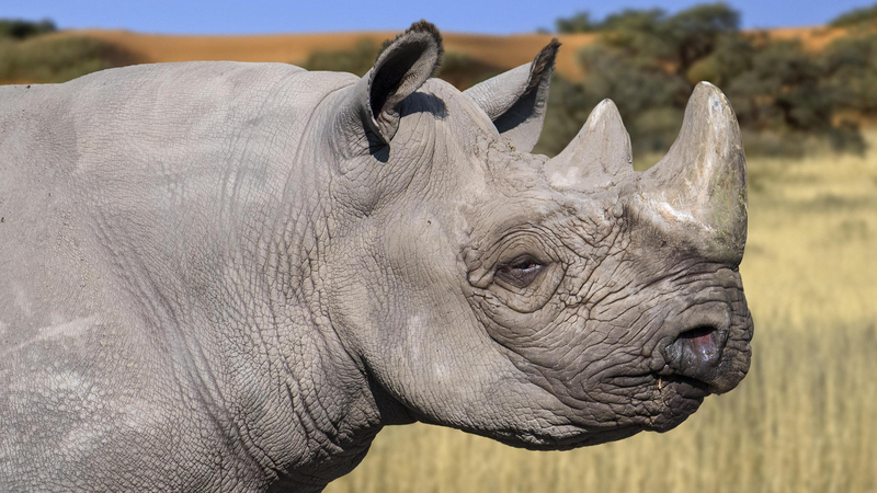 Kenya di chuyển 21 tê giác đen trong nỗ lực bảo tồn táo bạo Kenya di chuyển 21 tê giác đen trong nỗ lực bảo tồn táo bạo