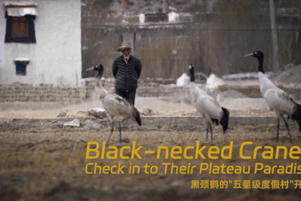 Những Con Sếu Cổ Đen Thanh Lịch Quyến Rũ Cao Nguyên video poster