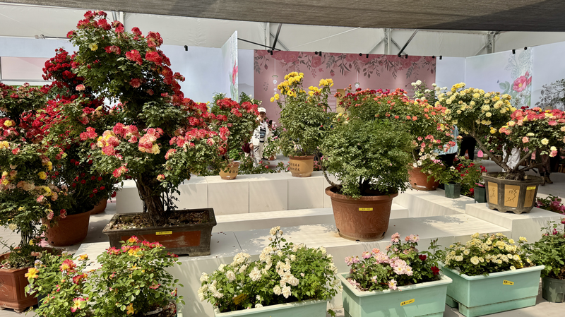 Hoa hồng kết nối văn hóa trong Lễ hội Hoa đầy sôi động của Bắc Kinh video poster