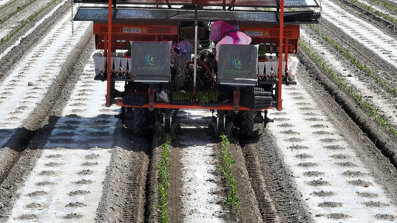 S1HI4GI3NI8CQ5XDPX1F - Thế Giới Trong Tầm Tay Nông Nghiệp Thông Minh: BeiDou Nâng Cao Việc Trồng Cà Chua ở Tân Cương video poster