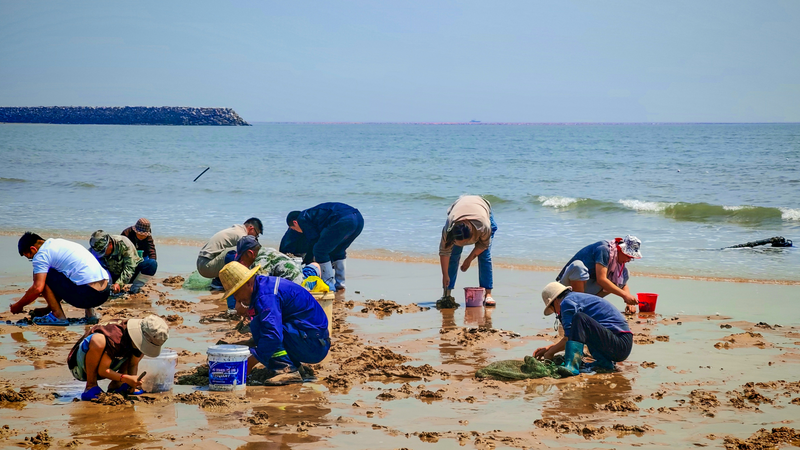 Cuộc Săn Kho Báu Mùa Hè: Cơn Sốt Đào Nghêu Ở Rizhao Cuộc Săn Kho Báu Mùa Hè: Cơn Sốt Đào Nghêu Ở Rizhao