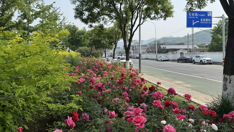 Đại lộ Hoa Hồng 21km của Bắc Kinh: Vẻ đẹp rực rỡ & Động lực du lịch Đại lộ Hoa Hồng 21km của Bắc Kinh: Vẻ đẹp rực rỡ & Động lực du lịch video poster