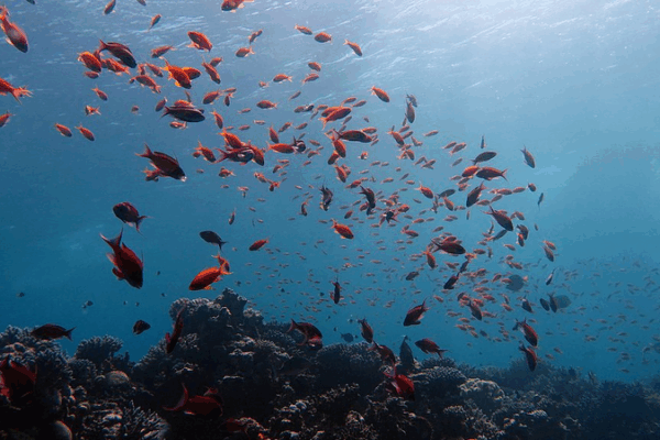 Trung Quốc Ra Mắt Bộ Dữ Liệu Đại Dương Toàn Cầu tại Hội Nghị Liên Hiệp Quốc