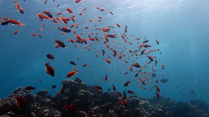 Trung Quốc Ra Mắt Bộ Dữ Liệu Đại Dương Toàn Cầu tại Hội Nghị Liên Hiệp Quốc