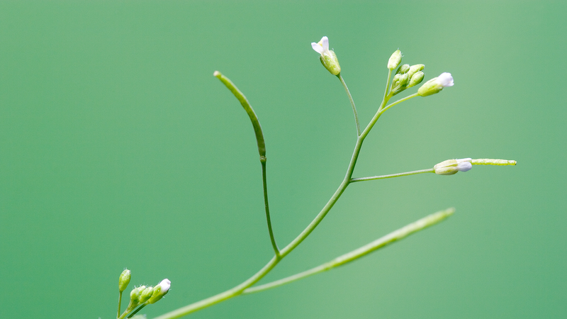 PlantGPT: Đổi mới AI trong Genomics Thực vật PlantGPT: Đổi mới AI trong Genomics Thực vật