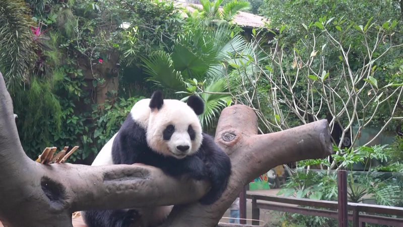 Khám phá Cuộc sống Hàng ngày của Hai anh em Gấu Trúc ở Hải Nam Khám phá Cuộc sống Hàng ngày của Hai anh em Gấu Trúc ở Hải Nam video poster