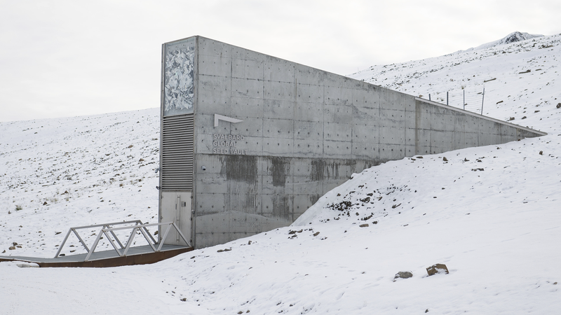 Các ngân hàng hạt giống toàn cầu lưu trữ hơn 11.000 hạt giống tại kho Svalbard Các ngân hàng hạt giống toàn cầu lưu trữ hơn 11.000 hạt giống tại kho Svalbard