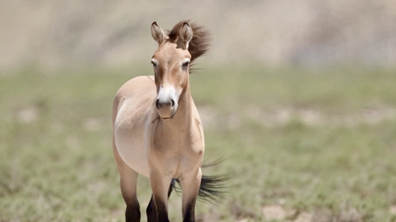 Sự Trở Lại Hoang Dã: Ngựa Przewalski Được Tái Thả Ở Ninh Hạ Sự Trở Lại Hoang Dã: Ngựa Przewalski Được Tái Thả Ở Ninh Hạ video poster