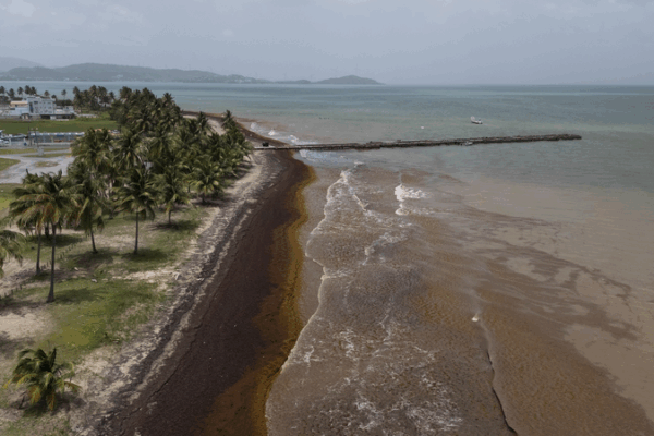 Cơn bùng phát kỷ lục Sargassum tấn công bờ biển Caribbean Cơn bùng phát kỷ lục Sargassum tấn công bờ biển Caribbean