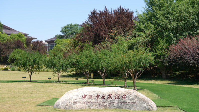 R6Y3F46IHNUAYKPZZ61F - Thế Giới Trong Tầm Tay Cây lựu ở Tây An biểu tượng cho Đoàn kết và Phát triển video poster